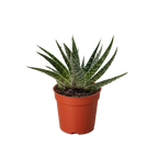 Succulent Gasteria Zimflora