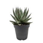 Succulent Haworthia Savanna