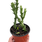 Starfish Cactus (Stapelia orbea variegata)