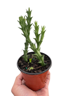 Starfish Cactus (Stapelia orbea variegata)