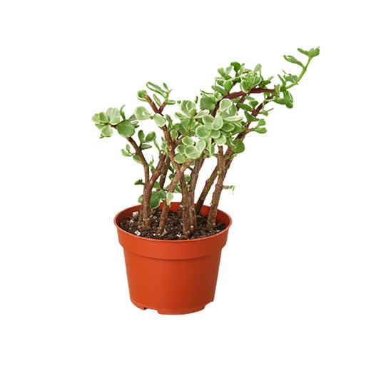 Succulent Portulacaria 'Rainbow Bush' — 4-Inch Pot