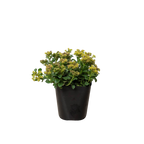 Sedum Little Miss Sunshine