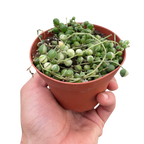Succulent 'String of Pearls' Variegated