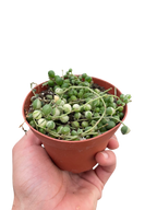 Succulent 'String of Pearls' Variegated