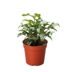 Syngonium 'Three Kings'