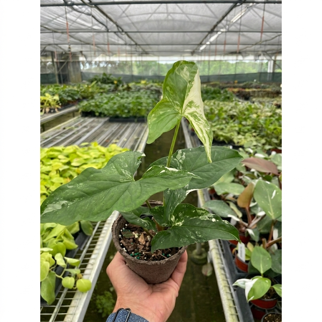 Albo Variegated Syngonium — Arrowhead Plant live plant