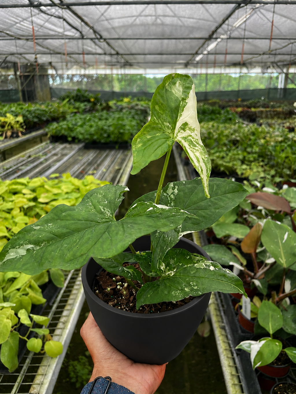 Albo Variegated Syngonium — Arrowhead Plant live plant