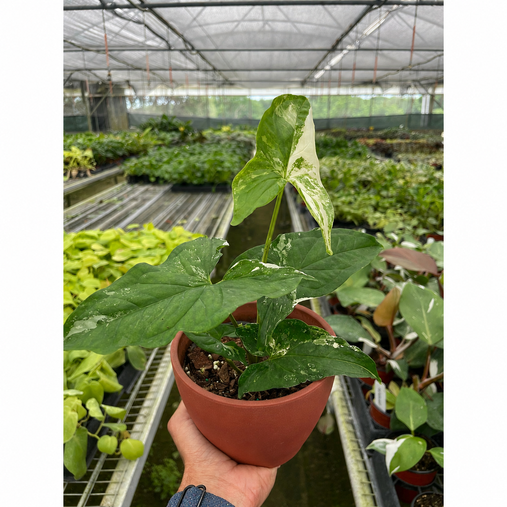 Albo Variegated Syngonium — Arrowhead Plant live plant