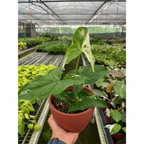 Albo Variegated Syngonium — Arrowhead Plant live plant