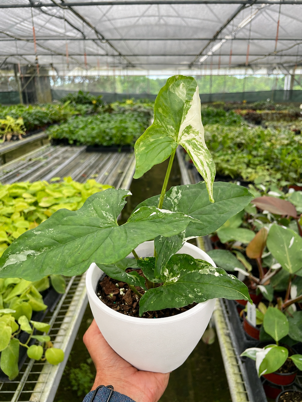 Albo Variegated Syngonium — Arrowhead Plant live plant