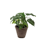 Syngonium wendlandii 'Black Velvet'