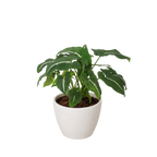 Syngonium wendlandii 'Black Velvet'