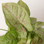 Confetti Syngonium — Pink-Speckled Arrowhead Plant live plant
