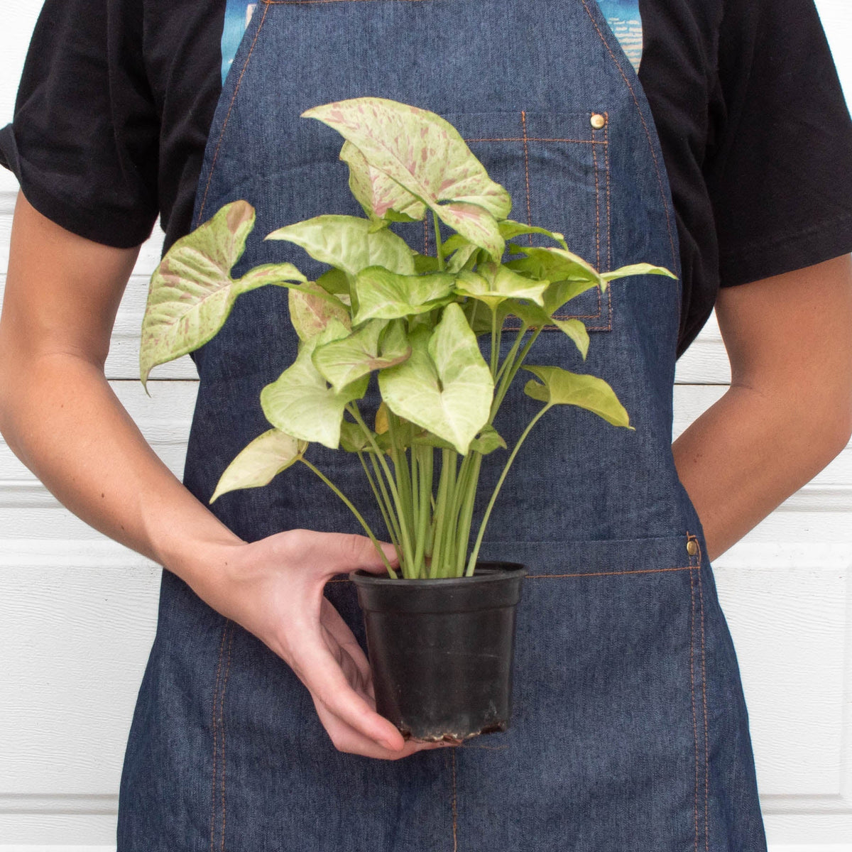 Confetti Syngonium — Pink-Speckled Arrowhead Plant live plant