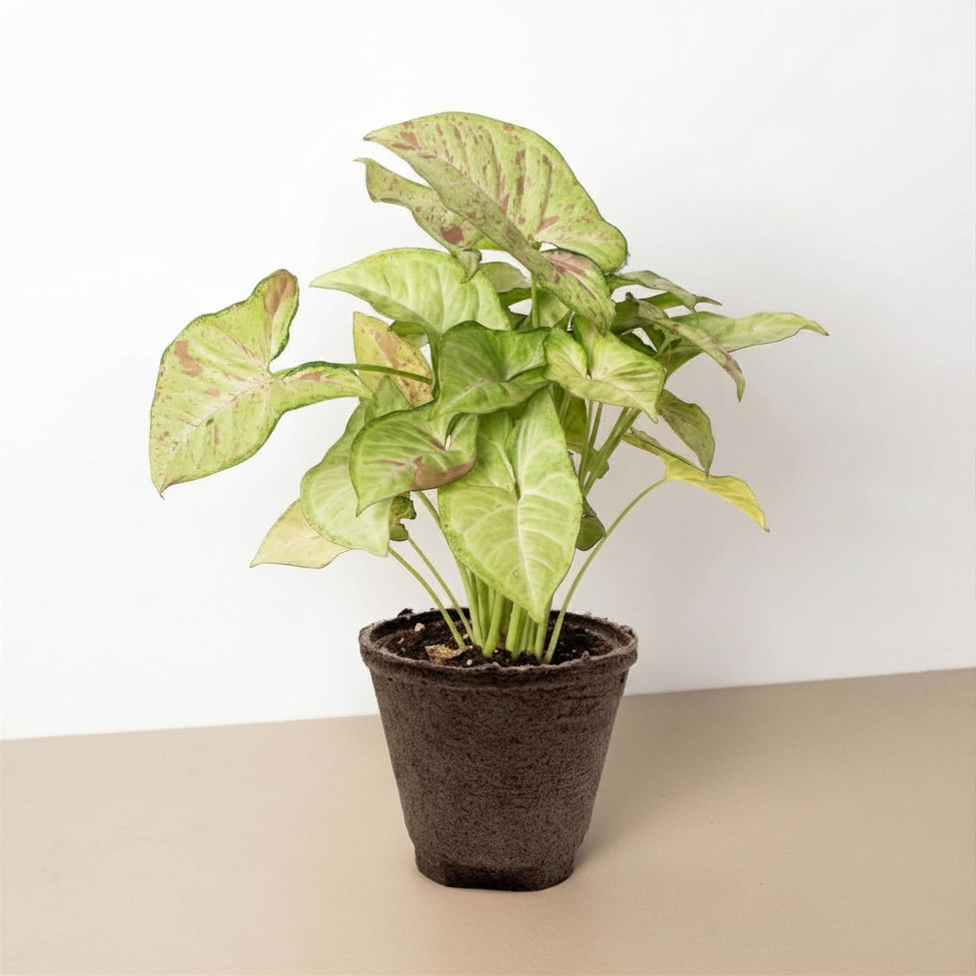 Confetti Syngonium — Pink-Speckled Arrowhead Plant live plant