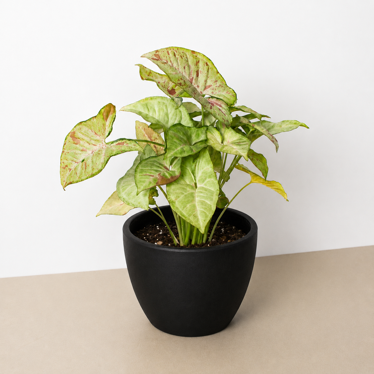 Confetti Syngonium — Pink-Speckled Arrowhead Plant live plant