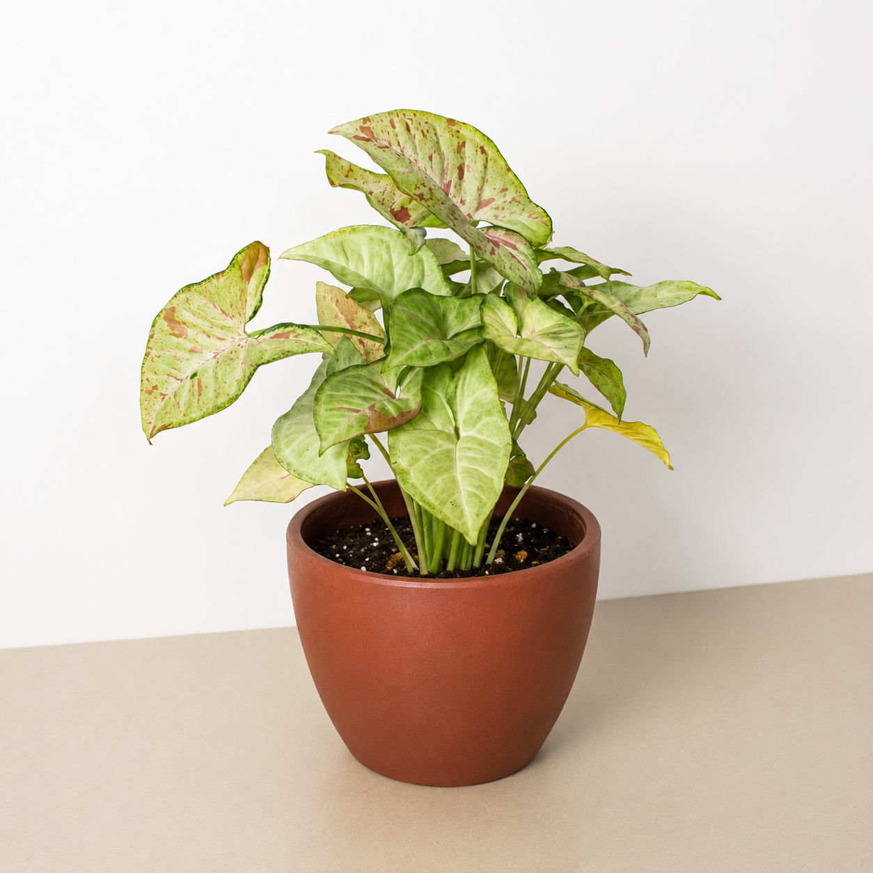 Confetti Syngonium — Pink-Speckled Arrowhead Plant live plant