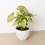 Confetti Syngonium — Pink-Speckled Arrowhead Plant live plant
