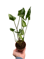 Syngonium 'Godzilla'