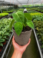 Ice Frost Syngonium — Silver Arrowhead Plant live plant