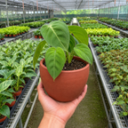 Ice Frost Syngonium — Silver Arrowhead Plant live plant