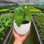 Ice Frost Syngonium — Silver Arrowhead Plant live plant