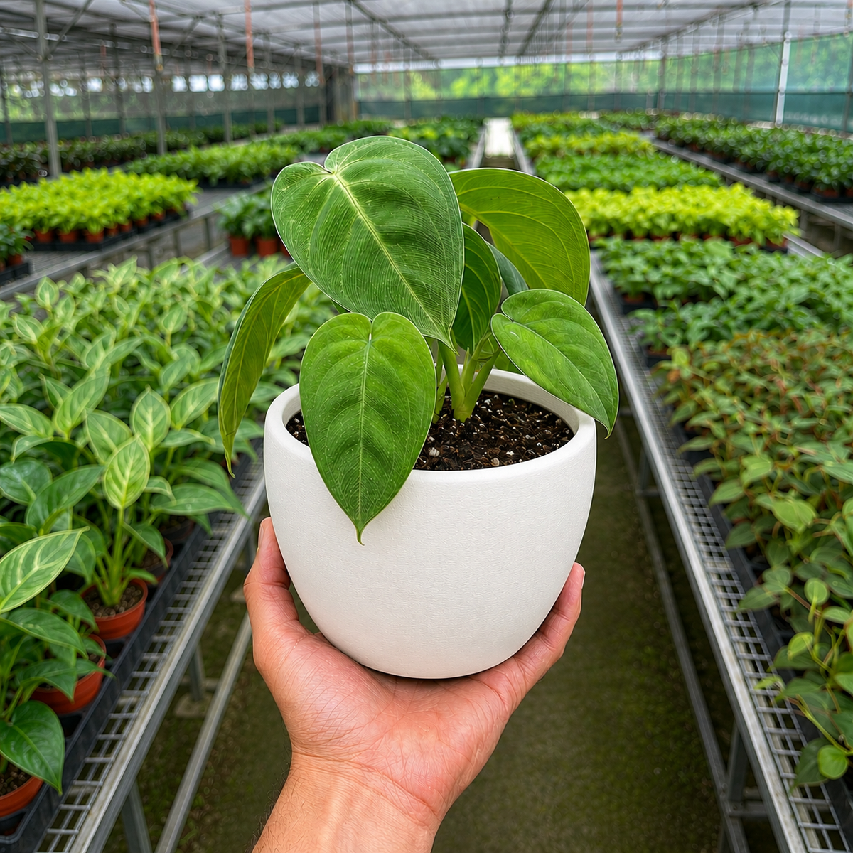 Ice Frost Syngonium — Silver Arrowhead Plant live plant