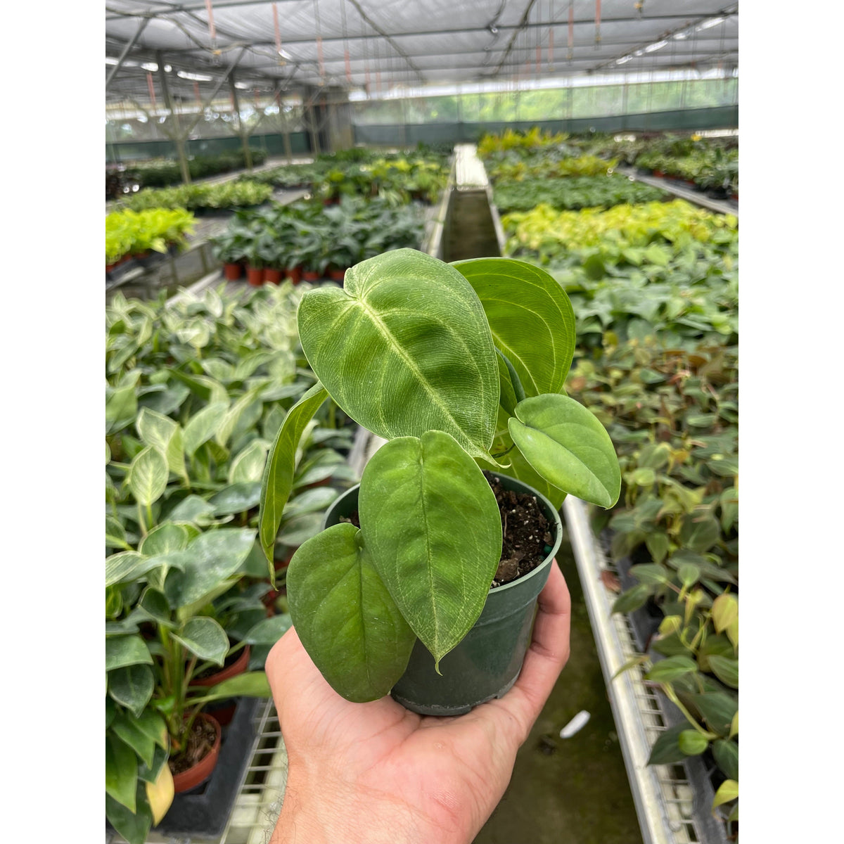 Ice Frost Syngonium — Silver Arrowhead Plant live plant