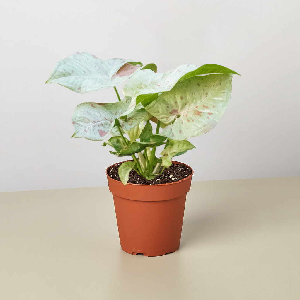 Milk Confetti Syngonium — Pink-Speckled Plant live plant