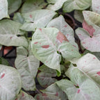 Milk Confetti Syngonium — Pink-Speckled Plant live plant