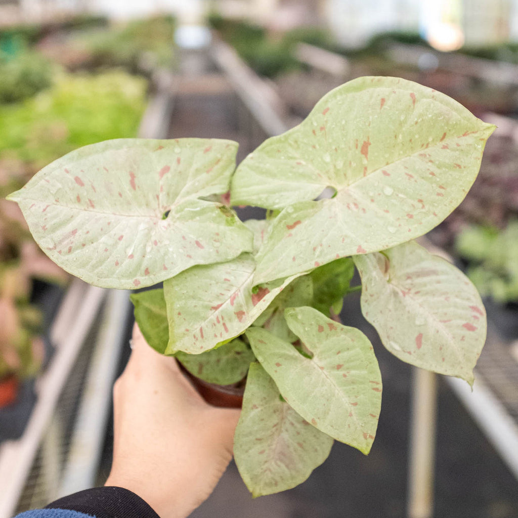 Milk Confetti Syngonium — Pink-Speckled Plant live plant