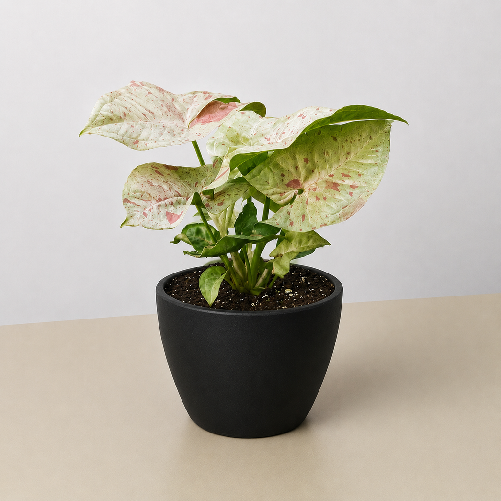Milk Confetti Syngonium — Pink-Speckled Plant live plant