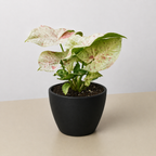 Milk Confetti Syngonium — Pink-Speckled Plant live plant