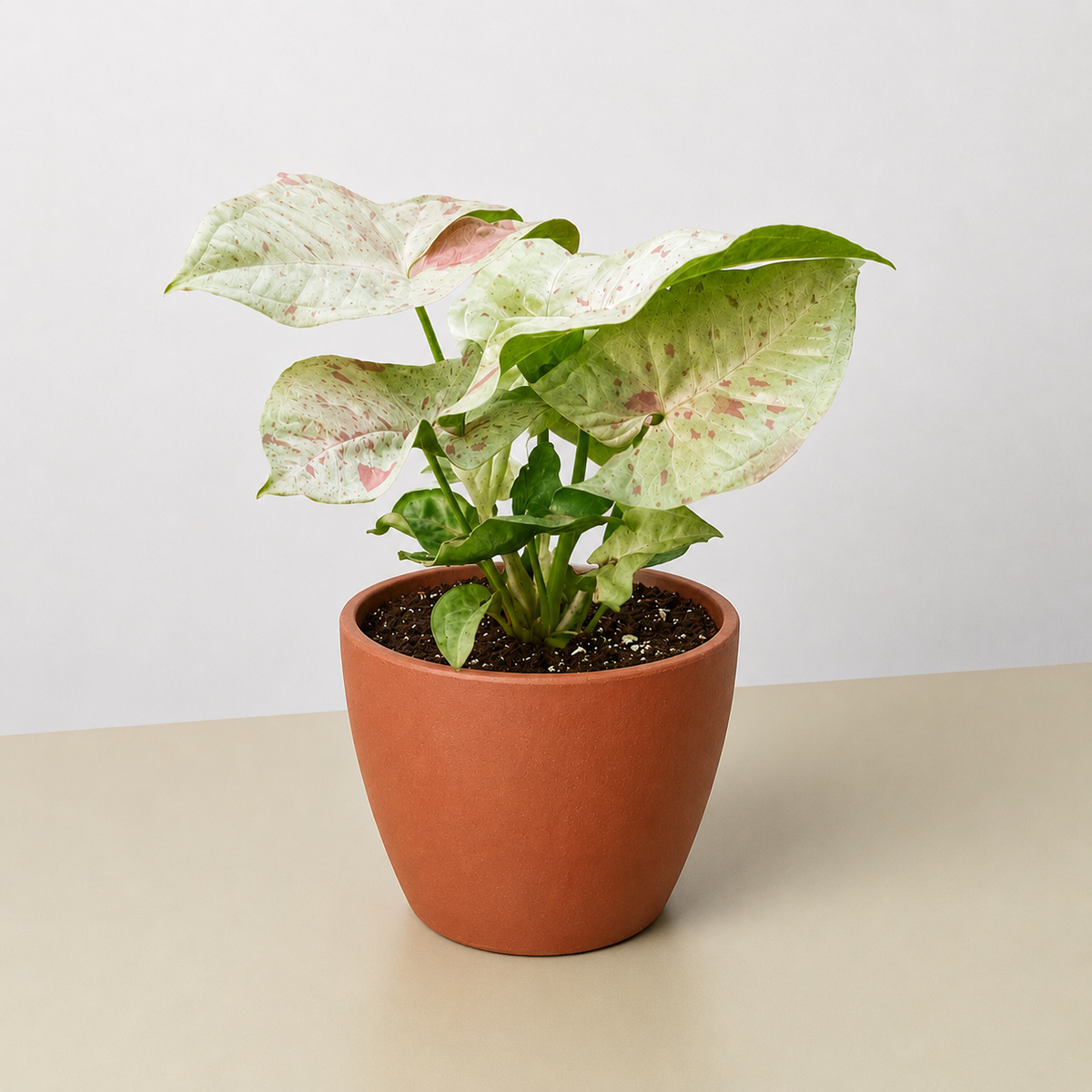 Milk Confetti Syngonium — Pink-Speckled Plant live plant