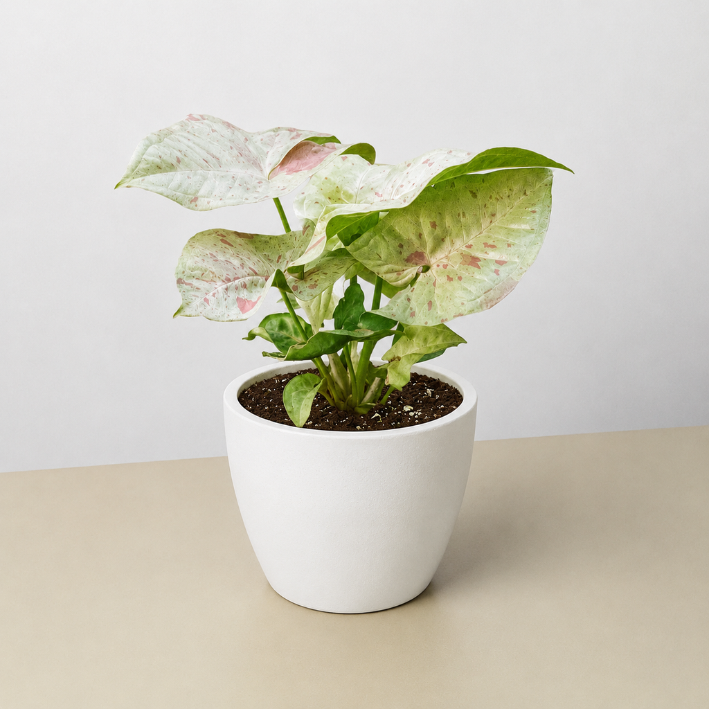Milk Confetti Syngonium — Pink-Speckled Plant live plant