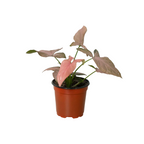 Pink Splash Syngonium — Variegated Arrowhead Plant live plant