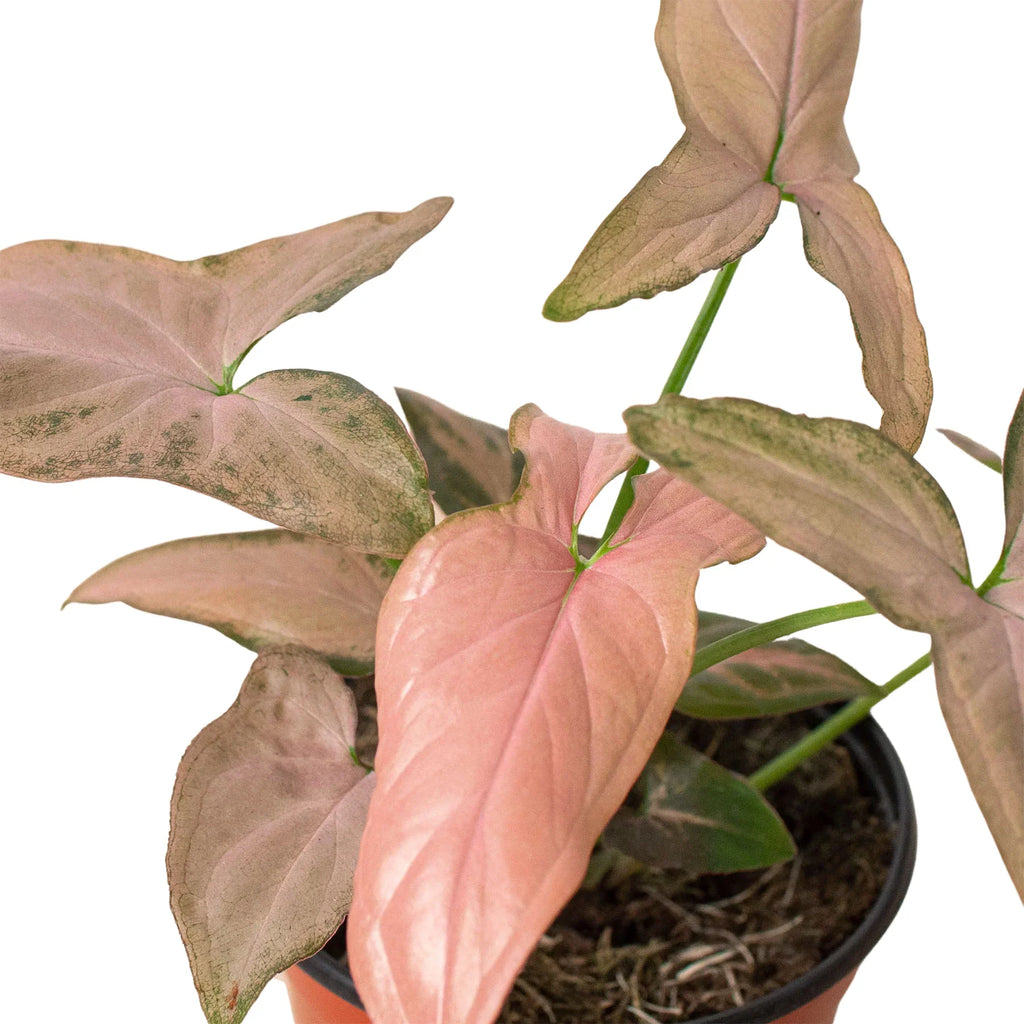 Pink Splash Syngonium — Variegated Arrowhead Plant live plant