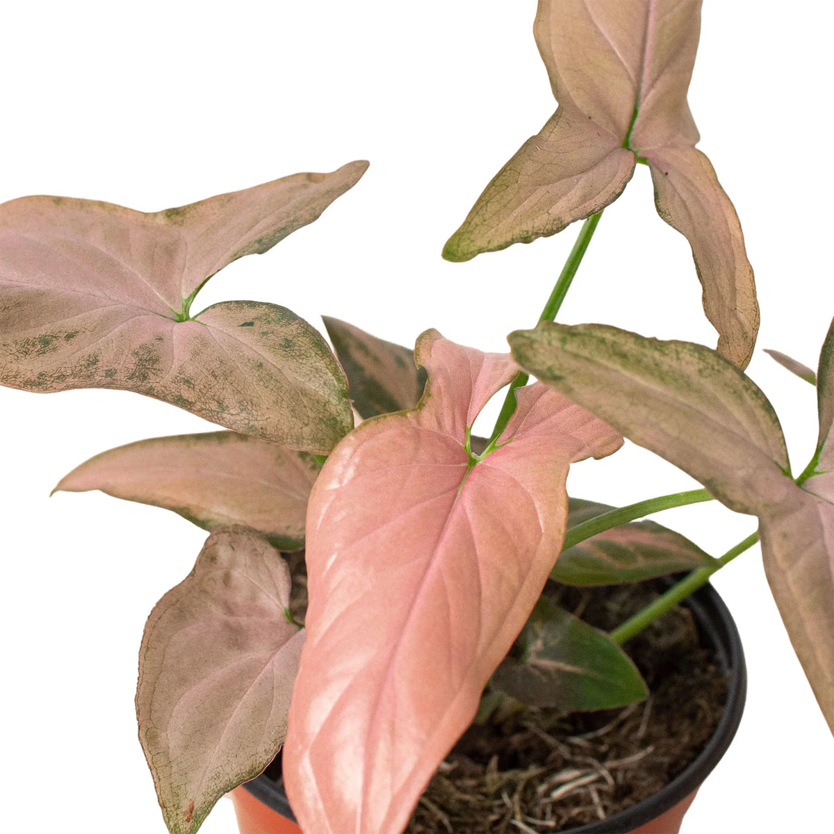 Pink Splash Syngonium — Variegated Arrowhead Plant live plant