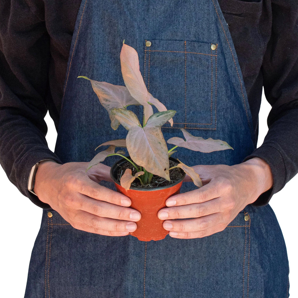 Pink Splash Syngonium — Variegated Arrowhead Plant live plant
