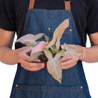Pink Splash Syngonium — Variegated Arrowhead Plant live plant
