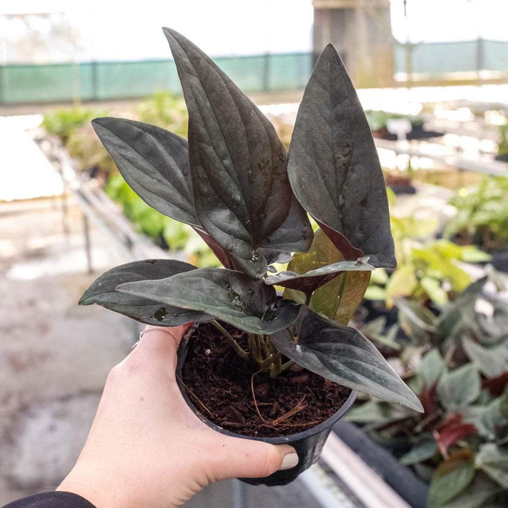 Red Arrow Syngonium — Burgundy Arrowhead Plant live plant