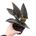 Red Arrow Syngonium — Burgundy Arrowhead Plant