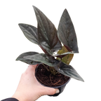 Red Arrow Syngonium — Burgundy Arrowhead Plant live plant