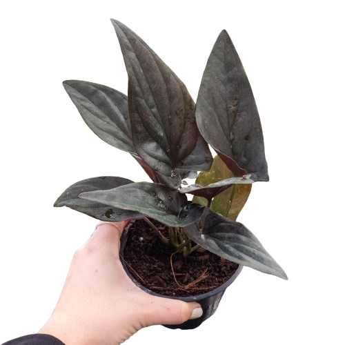 Red Arrow Syngonium — Burgundy Arrowhead Plant live plant