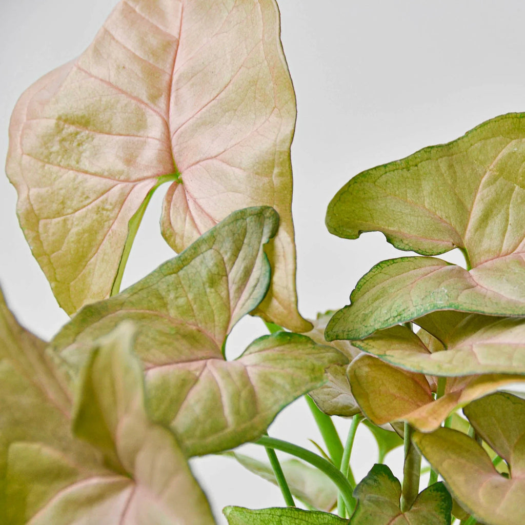 Strawberry Syngonium — Pink Arrowhead Plant live plant