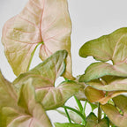 Strawberry Syngonium — Pink Arrowhead Plant live plant