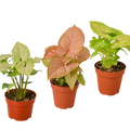 3 Different Syngonium Plants - Arrowhead Plants / 4" Pot