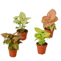4 Different Syngonium Plants - Arrowhead Plants / 4" Pot