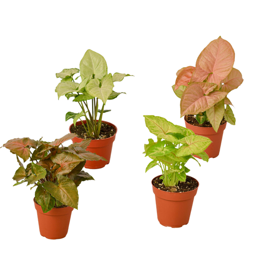 4 Different Syngonium Plants - Arrowhead Plants / 4" Pot