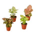 4 Different Syngonium Plants - Arrowhead Plants / 4" Pot / Live Plant